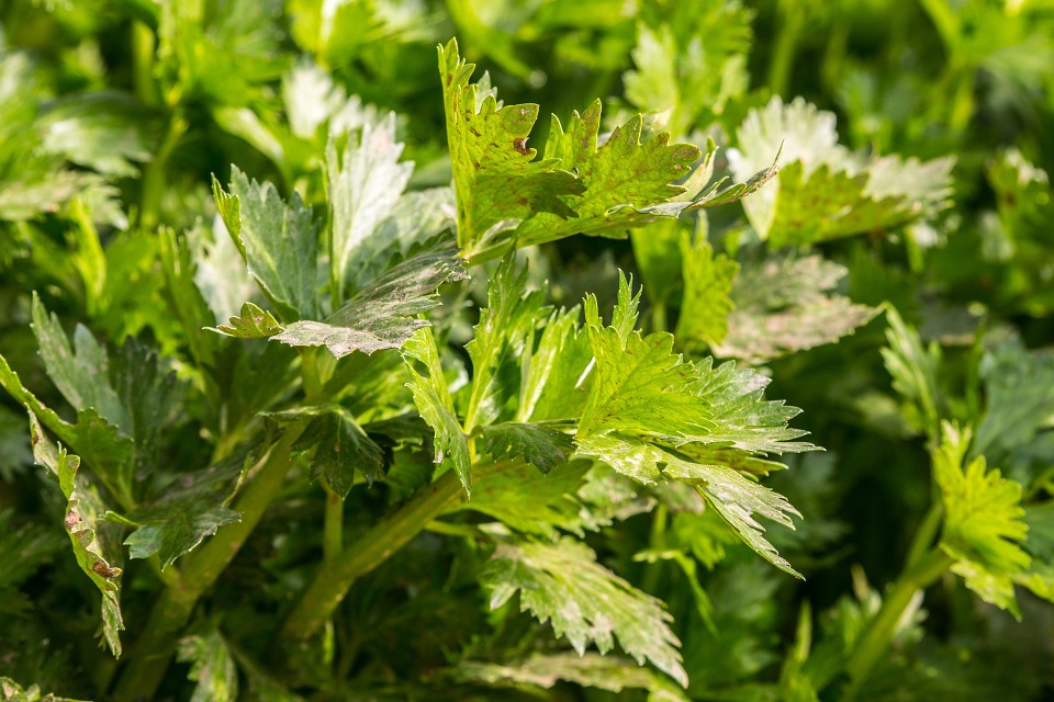 Celery Herb