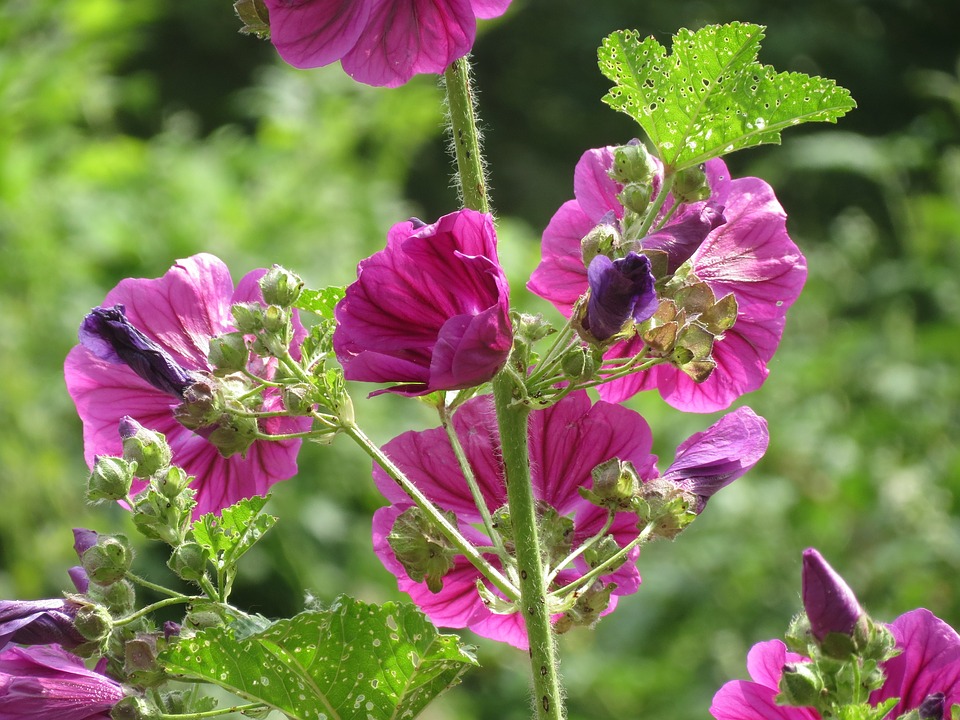 Common Mallow Herb