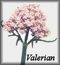 Valerian Herb