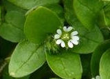 Chickweed herb