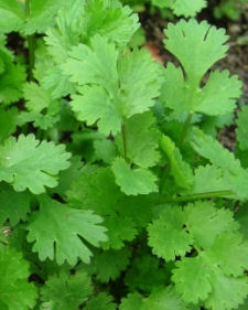 Cilantro herb