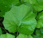 Coltsfoot Herb