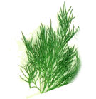 Dill Herb