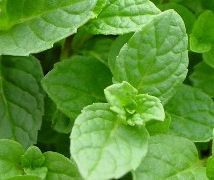 Spearmint Herb