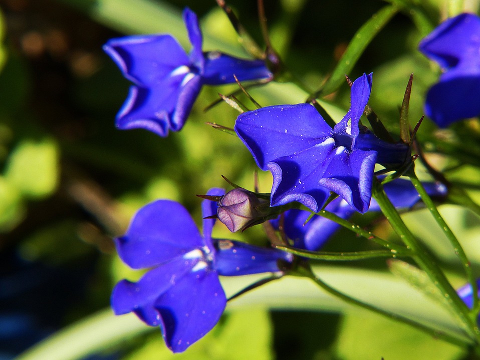 Lobelia Herb