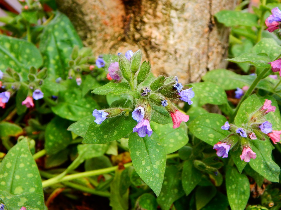 Lungwort herb