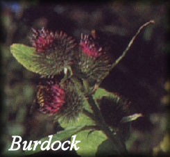 Burdock Herb