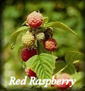 Red Raspberry Herb