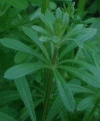 Cleavers herb
